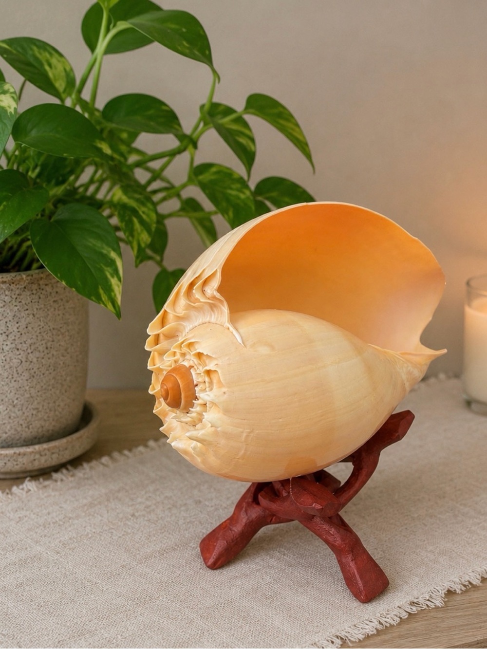 Large SeaShell | Crowned Melon Baler On Tripod Stand | Coastal Decor